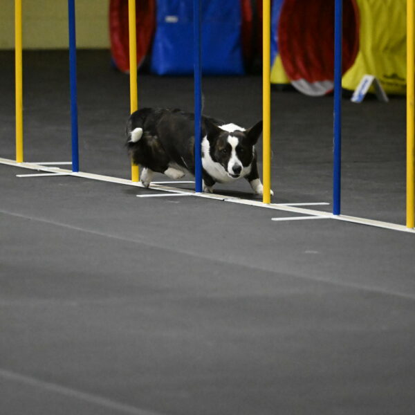 Audacity-Santin-15635