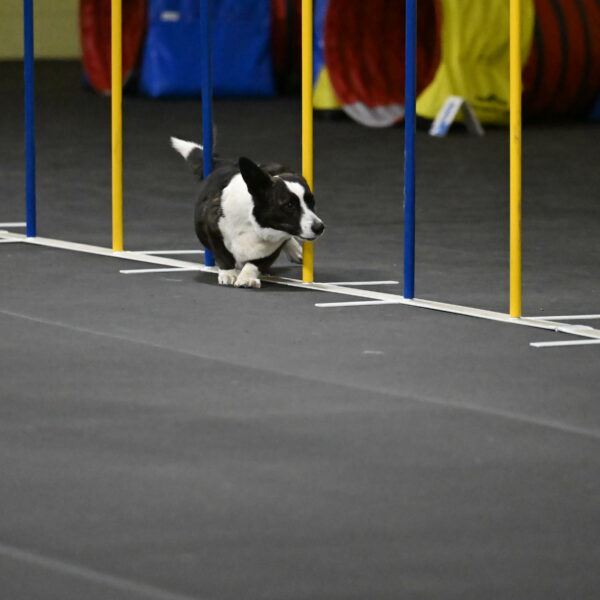 Audacity-Santin-15638