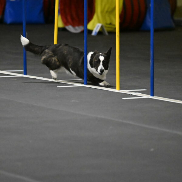 Audacity-Santin-15641