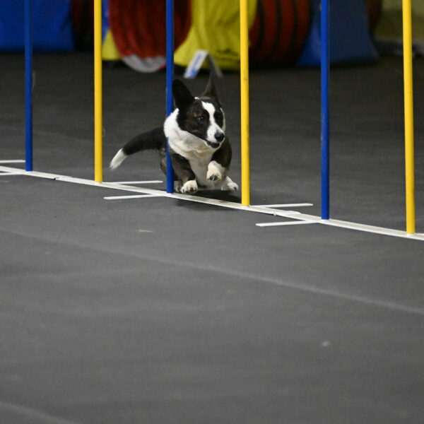 Audacity-Santin-15643