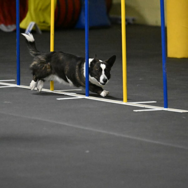 Audacity-Santin-15647