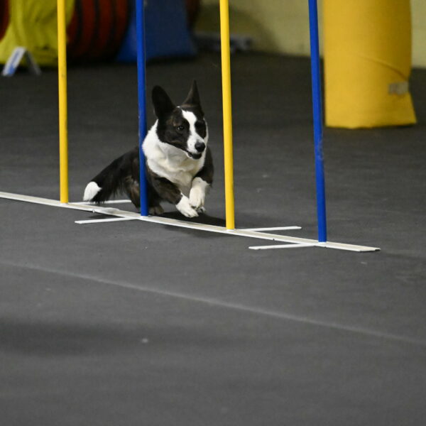 Audacity-Santin-15649