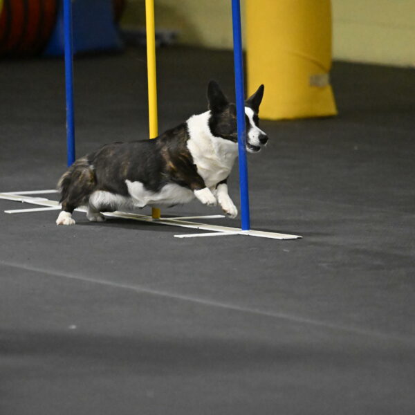 Audacity-Santin-15652