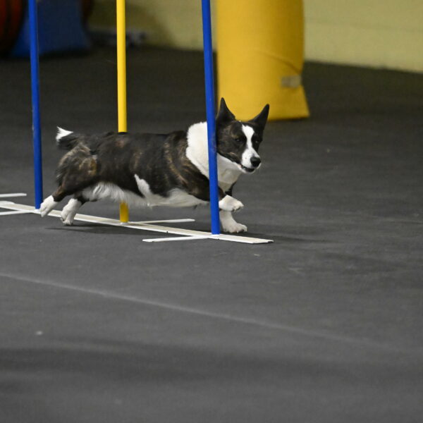 Audacity-Santin-15653