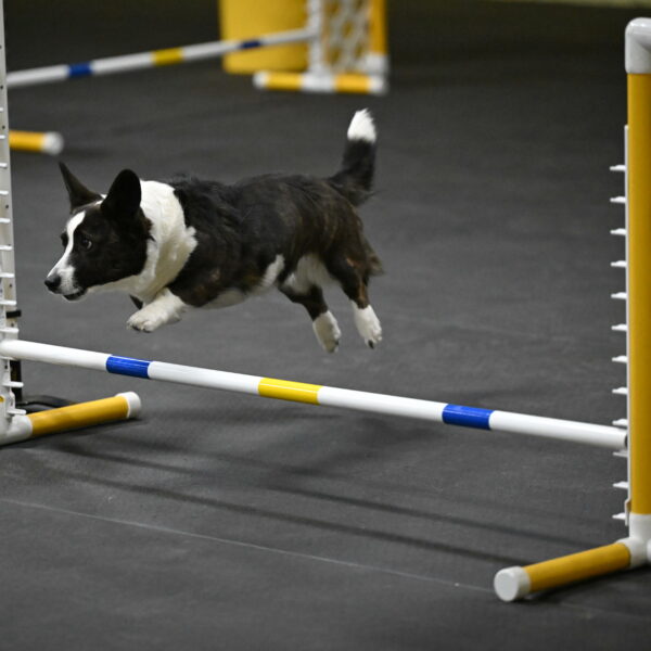 Audacity-Santin-15657