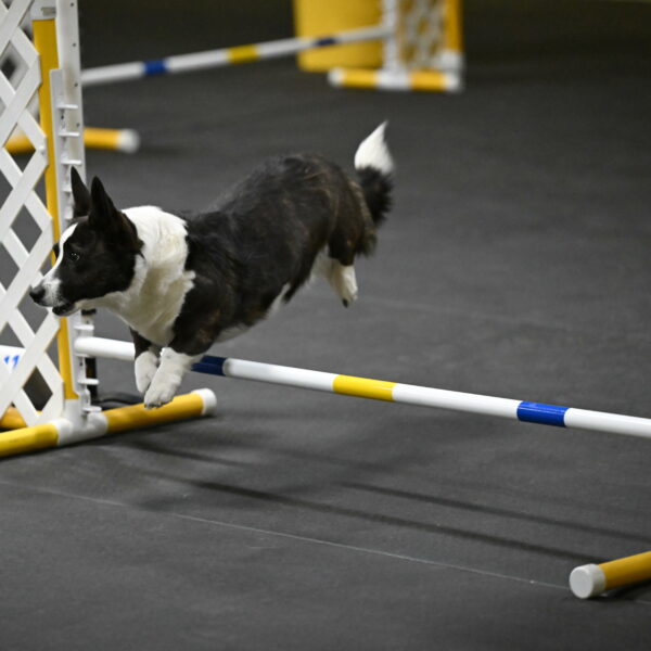 Audacity-Santin-15658