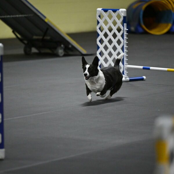 Audacity-Santin-15662