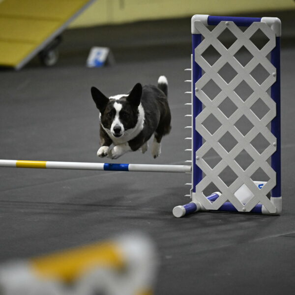 Audacity-Santin-15663