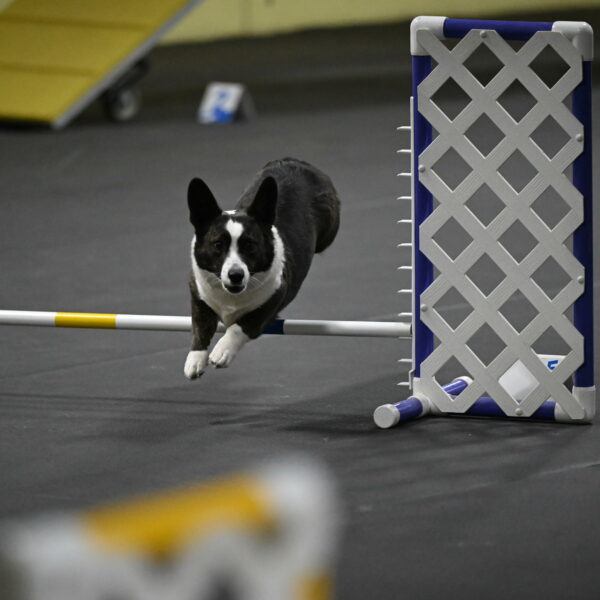 Audacity-Santin-15664