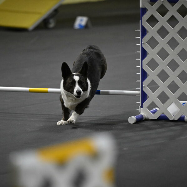 Audacity-Santin-15665