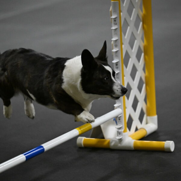 Audacity-Santin-15672