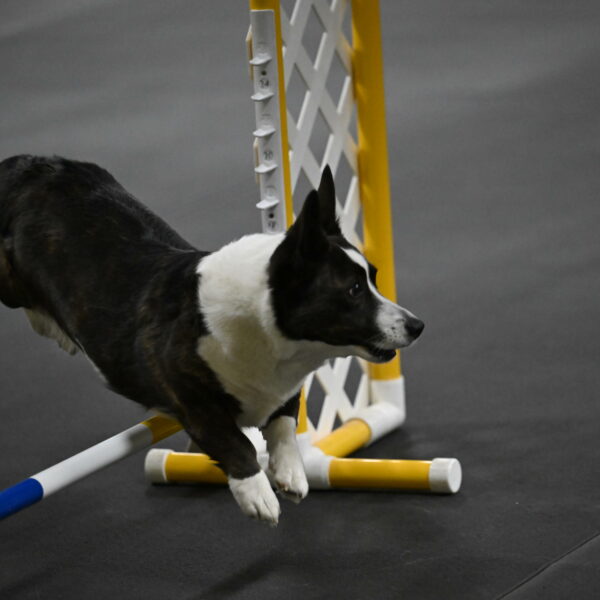 Audacity-Santin-15673