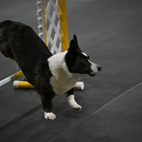 Audacity-Santin-15674