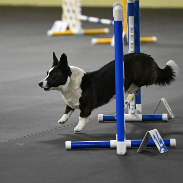 Audacity-Santin-15693