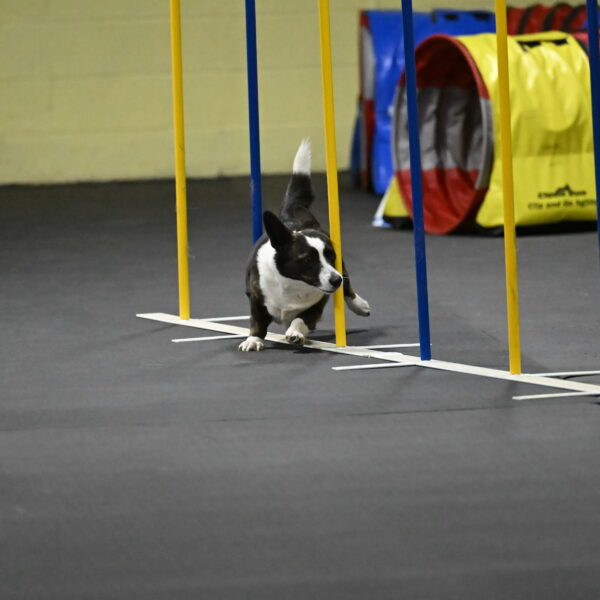 Audacity-Santin-15707