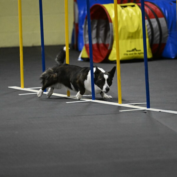 Audacity-Santin-15711