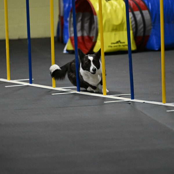 Audacity-Santin-15714