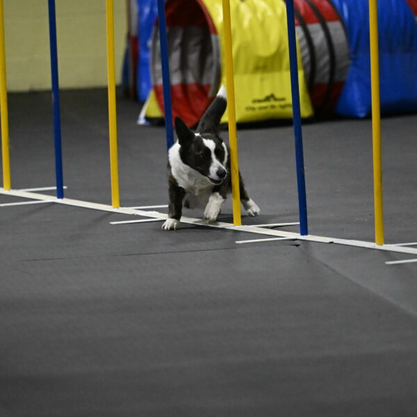 Audacity-Santin-15716