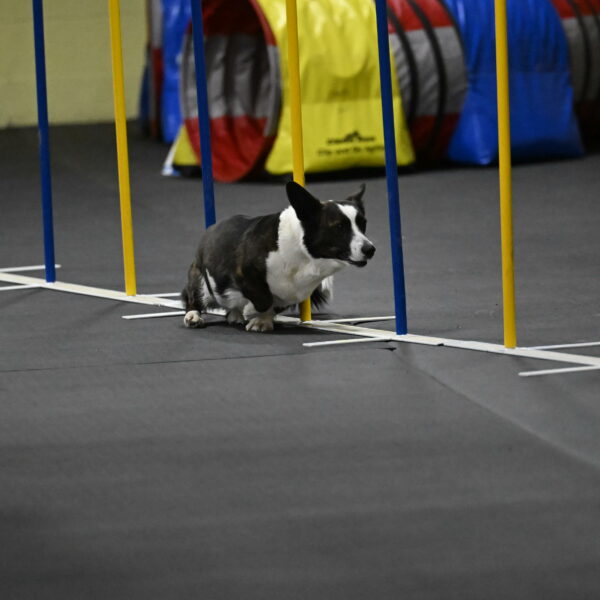 Audacity-Santin-15718