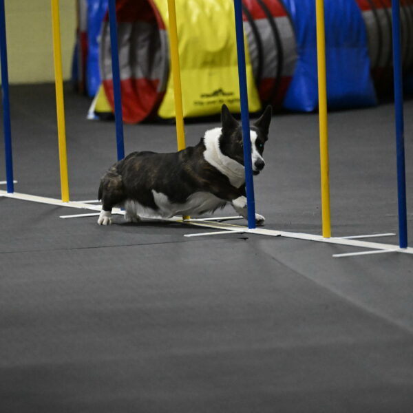 Audacity-Santin-15719