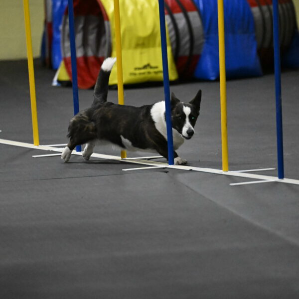 Audacity-Santin-15720