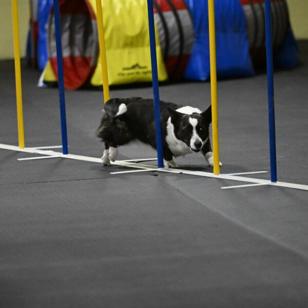 Audacity-Santin-15722