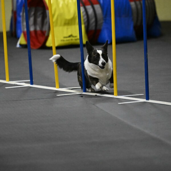 Audacity-Santin-15724