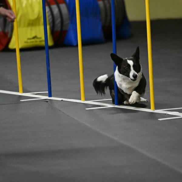 Audacity-Santin-15732