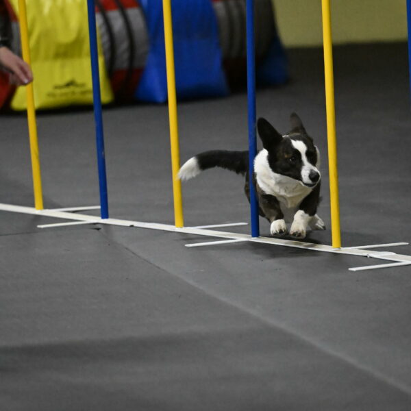 Audacity-Santin-15733