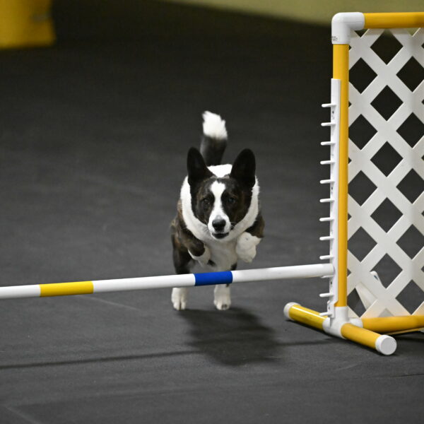 Audacity-Santin-15739