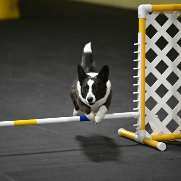 Audacity-Santin-15740