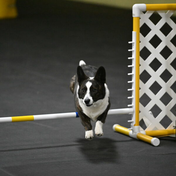 Audacity-Santin-15741