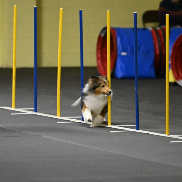 Aurora-Stachurski-02914