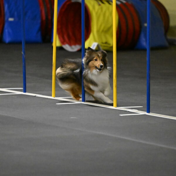 Aurora-Stachurski-02925