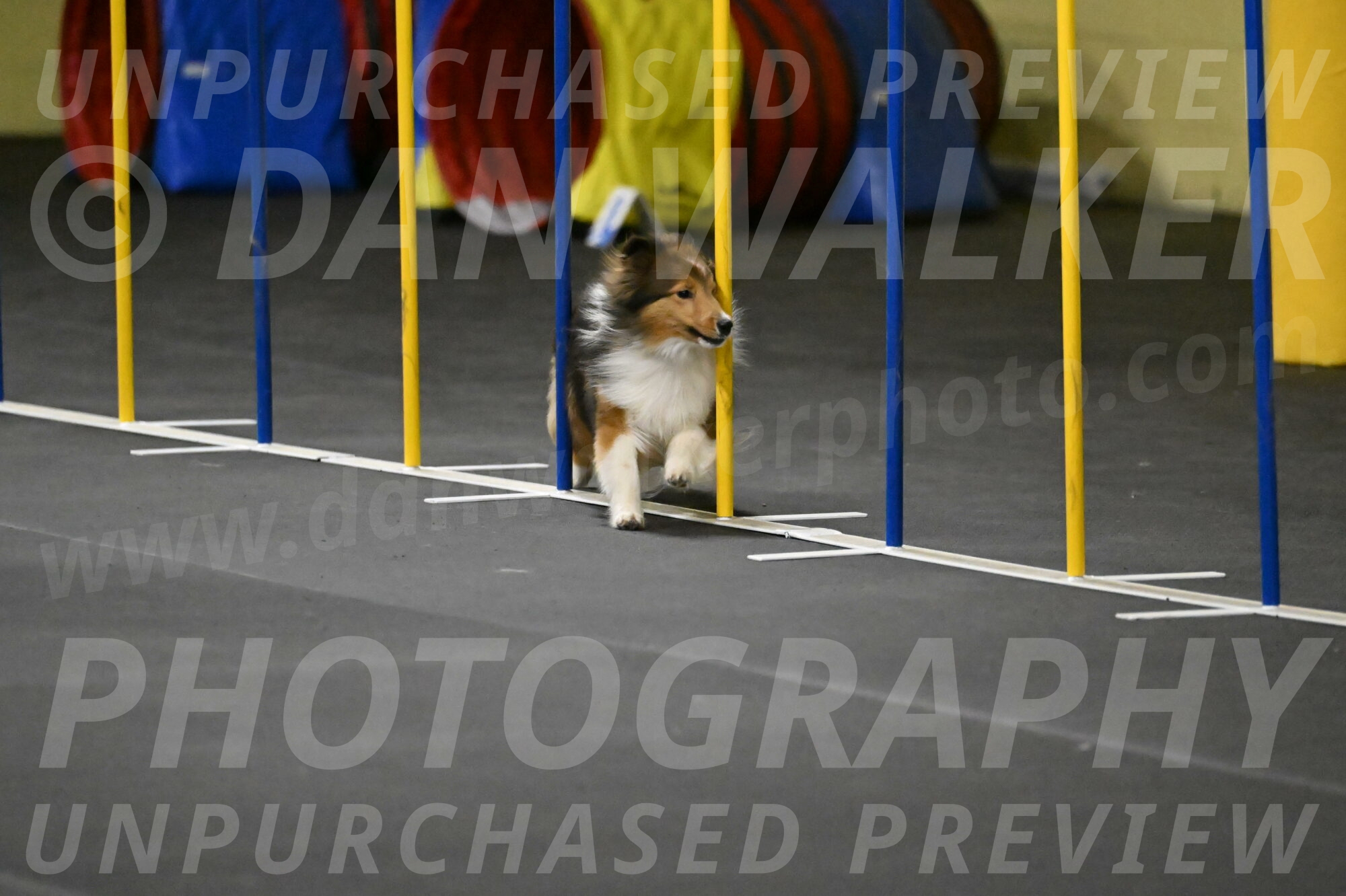 Aurora-Stachurski-02927