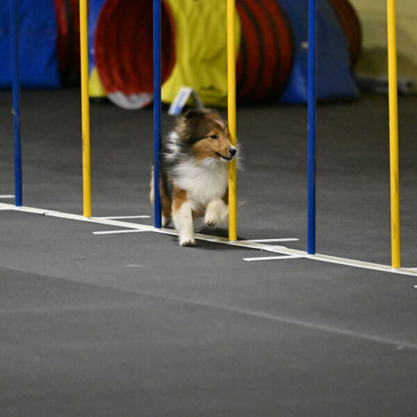 Aurora-Stachurski-02927