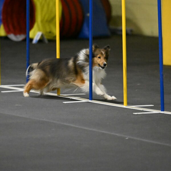 Aurora-Stachurski-02930