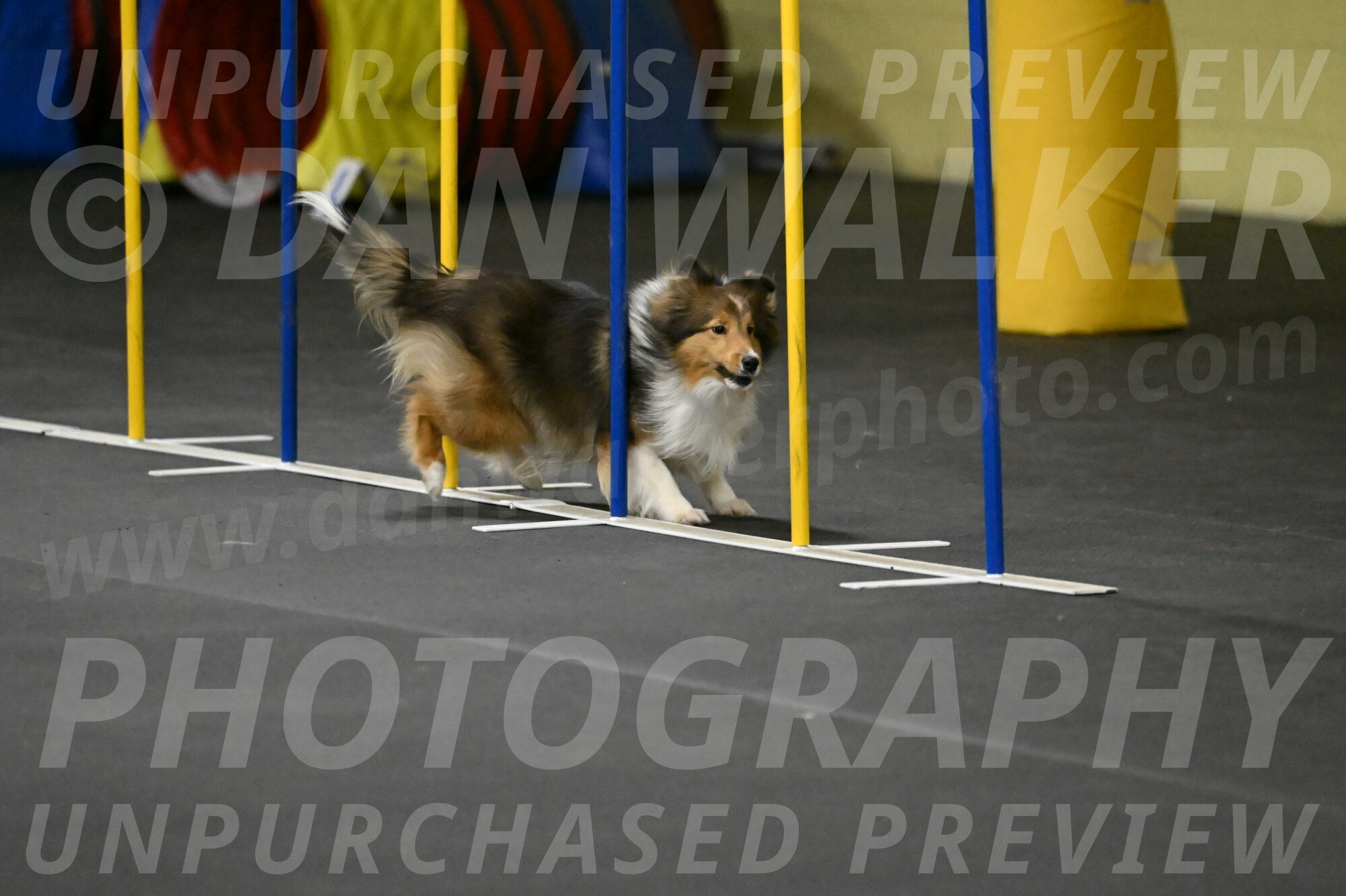 Aurora-Stachurski-02931