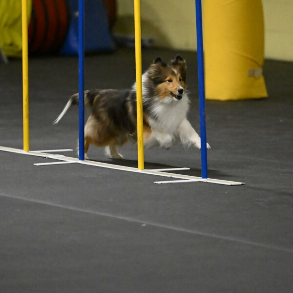 Aurora-Stachurski-02933