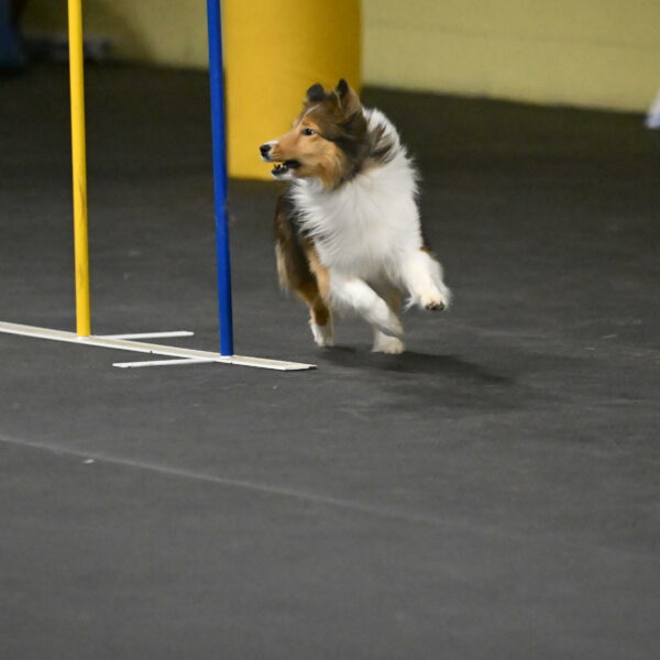 Aurora-Stachurski-02937