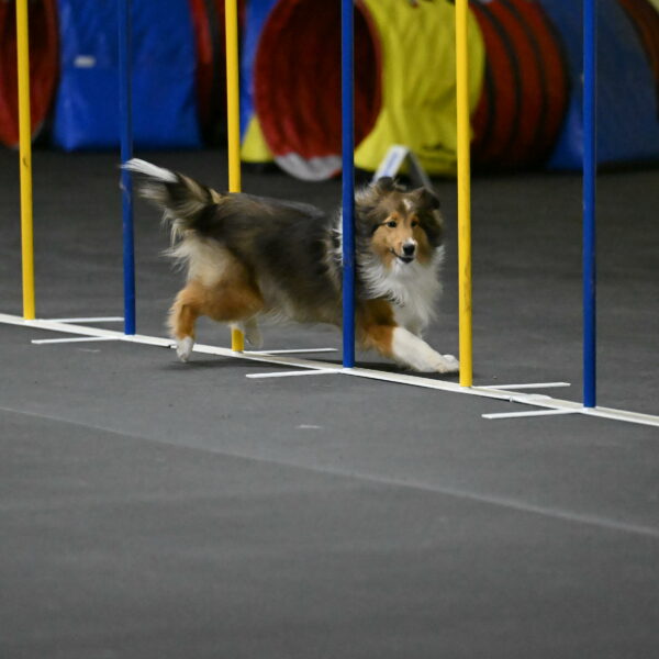 Aurora-Stachurski-02950