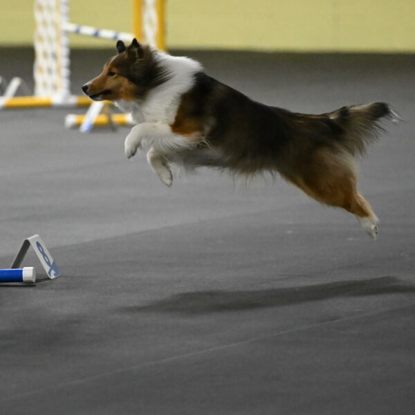 Aurora-Stachurski-02990