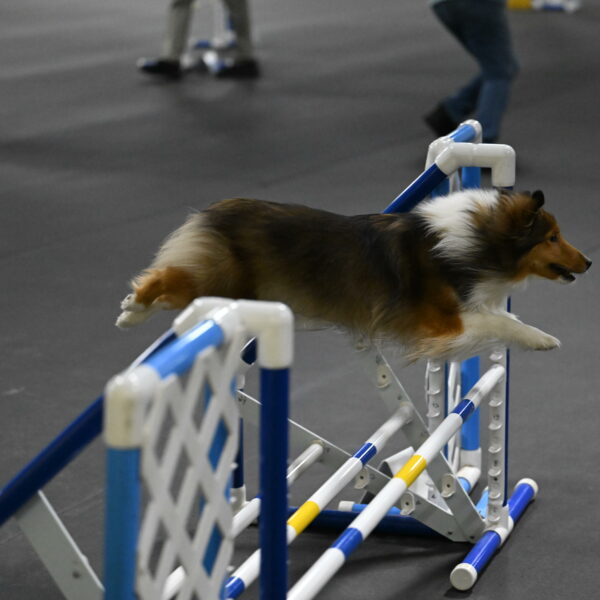 Aurora-Stachurski-03007