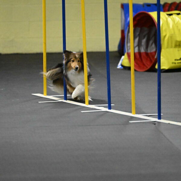 Aurora-Stachurski-03012