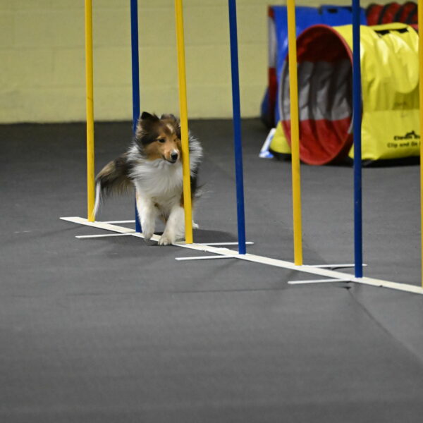 Aurora-Stachurski-03013