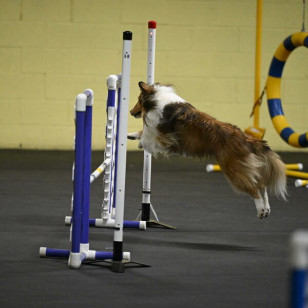 Bailey-Schmauder-01212