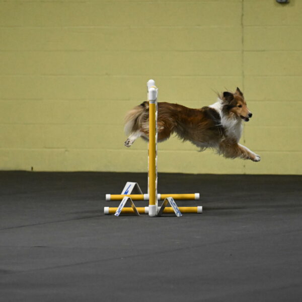 Bailey-Schmauder-01216