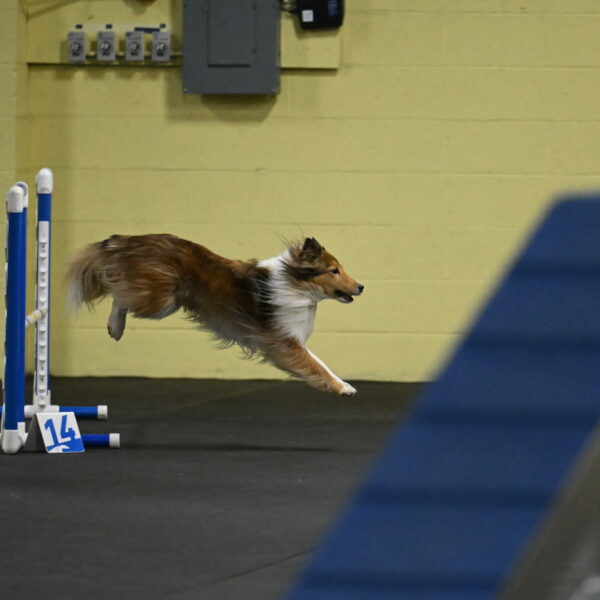 Bailey-Schmauder-01222