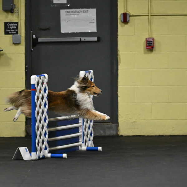 Bailey-Schmauder-01225