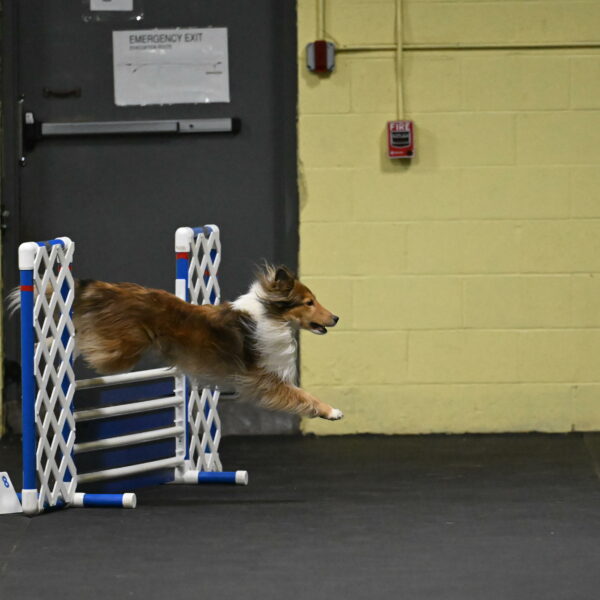 Bailey-Schmauder-01226